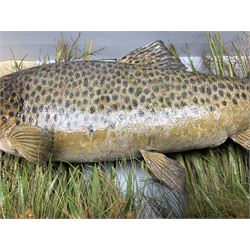 Taxidermy: Brown trout (Salmo trutta), preserved by John Cooper & Sons, 28 Radnor Street, St Luke's, London, skin mount set above a pebbled river bed with reeds and grasses, set against blue painted back drop, inscription to the back drop 'Trout caught by Rev R.S. Ricketts at Kirkham Bridge July 1st 1890, artificial fly, weight 1.5lb', L50cm H26cm 