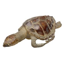 Taxidermy: Hawksbill Sea Turtle (Eretmochelys imbricata), juvenile full mount, beak to shell base L49cm