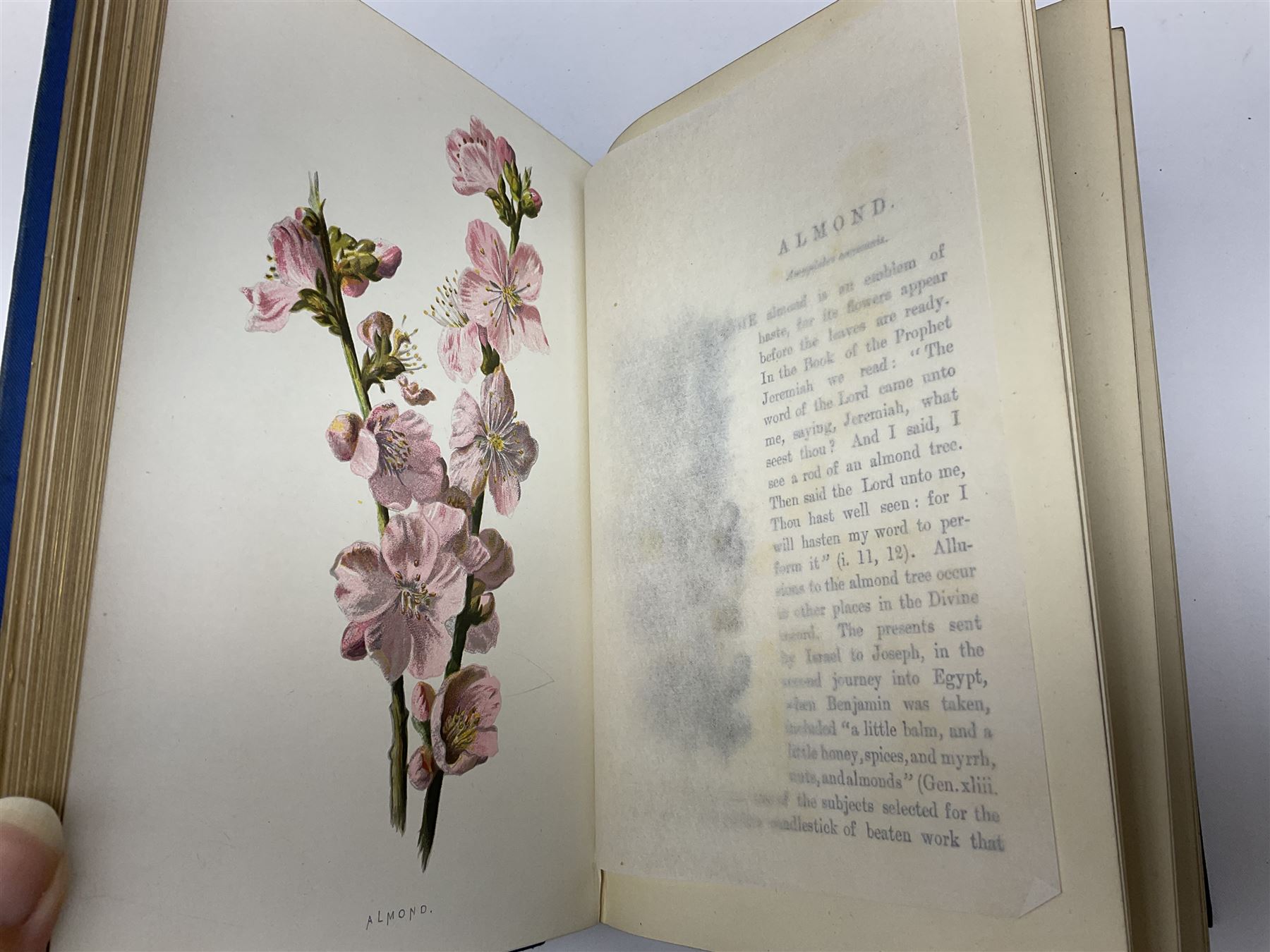 Hulme, F. Edward; 'Familiar Wild Flowers' with coloured plates, five volumes, together with Hulme, F. Edward; 'Familiar Garden Flowers' described by Shirley Hibberd with coloured plates, five volumes, each with coloured title labels 