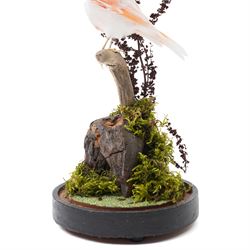Taxidermy - Red Mosaic Canary (Serinus canaria domestica), full adult mount in naturalistic setting, Victorian dome on ebonised base, overall H35cm