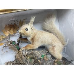 Taxidermy: Red Squirrels (Sciurus vulgaris), full adult mount, climbing a small cut tree stump, in a naturalistic setting, encased within a single pane display case, together with cased Ermine ((Mustela erminea), full adult mount, in a ebonised single pane display case, squirrel case, H35cm, L38cm