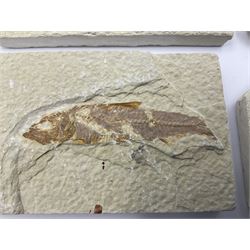 Four fossilised fish (Knightia alta) each in an individual matrix, age; Eocene period, location; Green River Formation, Wyoming, USA, largest matrix H6cm, L11cm