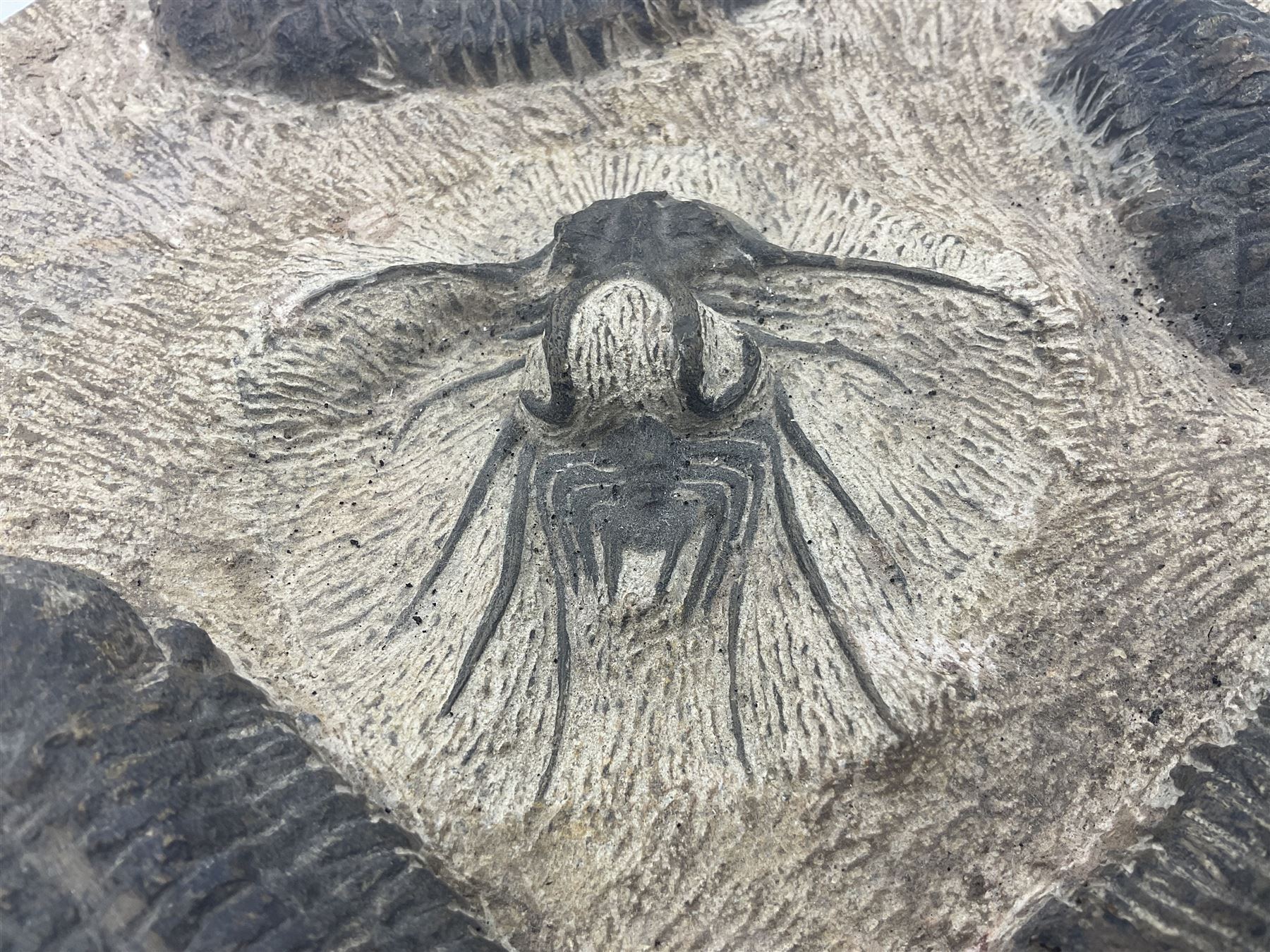 Montage group of trilobites in stone matrix, showing four Crotalocephalina gibba and one Dicranurus monstrosus to the centre, age; Devonian period, location; Morocco, D23cm 