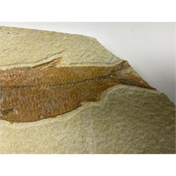 Three fossilised fish (Knightia alta) each in an individual matrix; age; Eocene period, location; Green River Formation, Wyoming, USA, largest matrix H13cm, L18cm