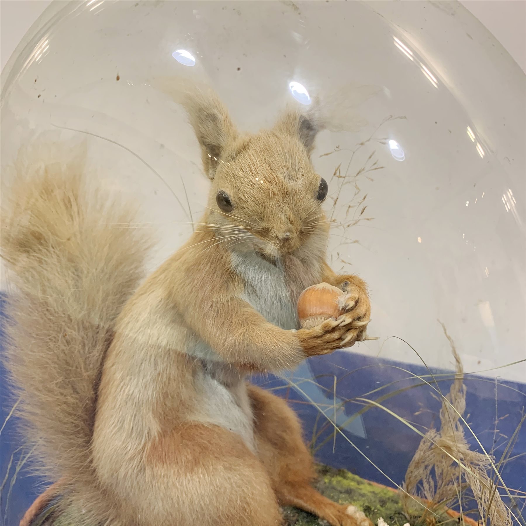 Taxidermy: A Victorian cased Red Squirrel (Sciurus vulgaris), full mount holding a hazelnut, upon naturalistic ground with grass, under glass dome, H31cm