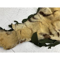 Skins/Hides: Victorian Tiger skin rug (tigris tigris), with green backing with scalloped edges,  L188cm  