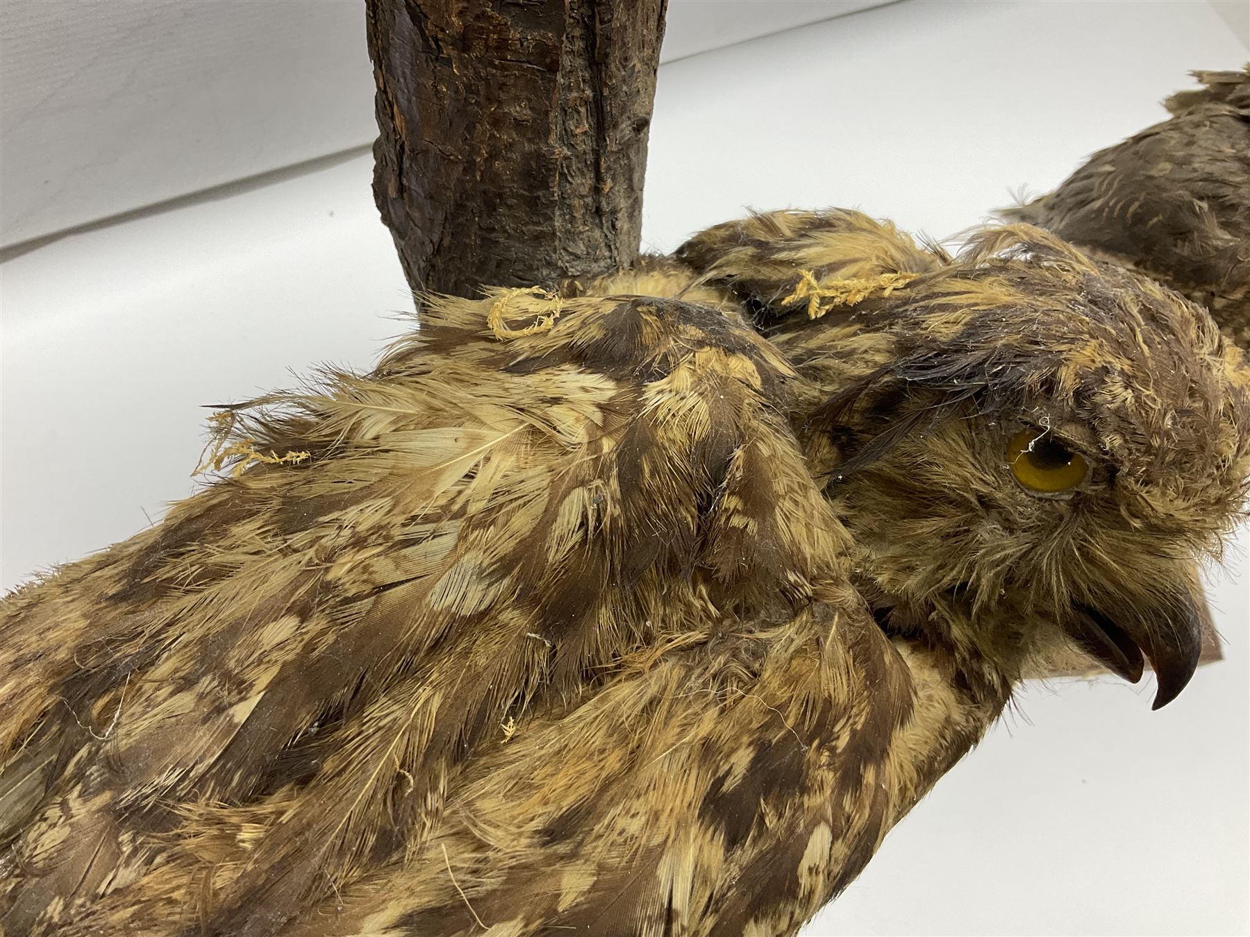 Taxidermy: Long-eared Owl (Asio otus), full adult mount upon a cut tree branch, together with European Sparrowhawk (Accipiter nisus), full adult mount, upon a branch in a naturalistic setting, owl H36cm 
