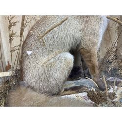Taxidermy: 19th century cased display Red Fox (Vulpes vulpes), full adult mount in seated position with tail curled in front, in a naturalistic setting, encased within a ebonised single pane display case, H64cm, L58cm