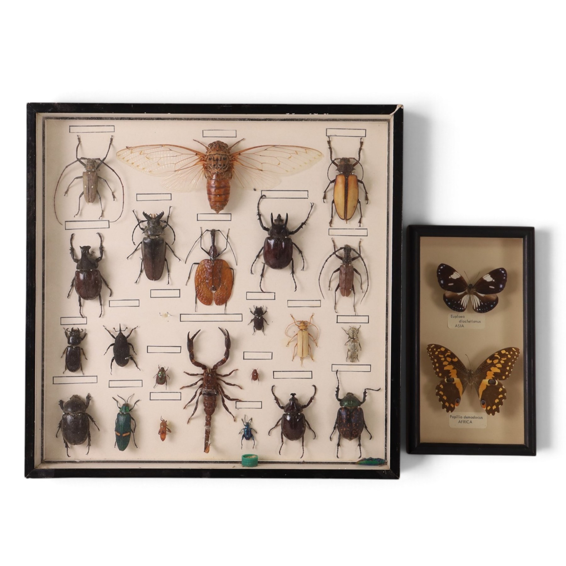 Entomology; framed case of entomology, including Scorpion, Rhinoceros beetle, Cicada etc, together with two framed butterflies  