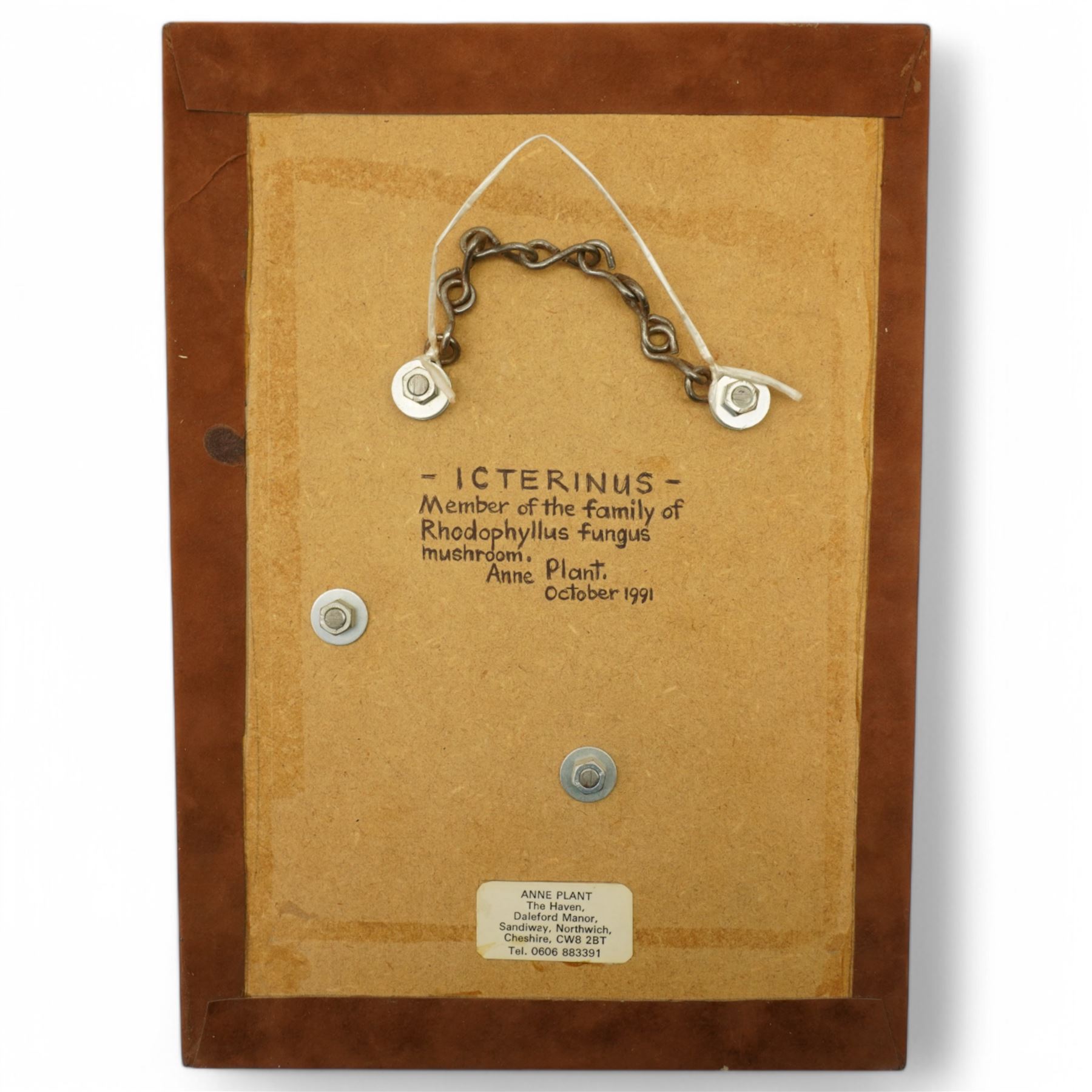 Anne Plant (British 1934-2019): 'Gerronema' 'Polygramma' and 'Icterinus', set three stoneware wall-hanging sculptures, largest 41cm x 17cm (3)