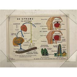 Five early 1980s Dutch medical posters, double sided decorated with colourful label anatomical diagrams, marked Hebri, Holland, W70cm H92cm