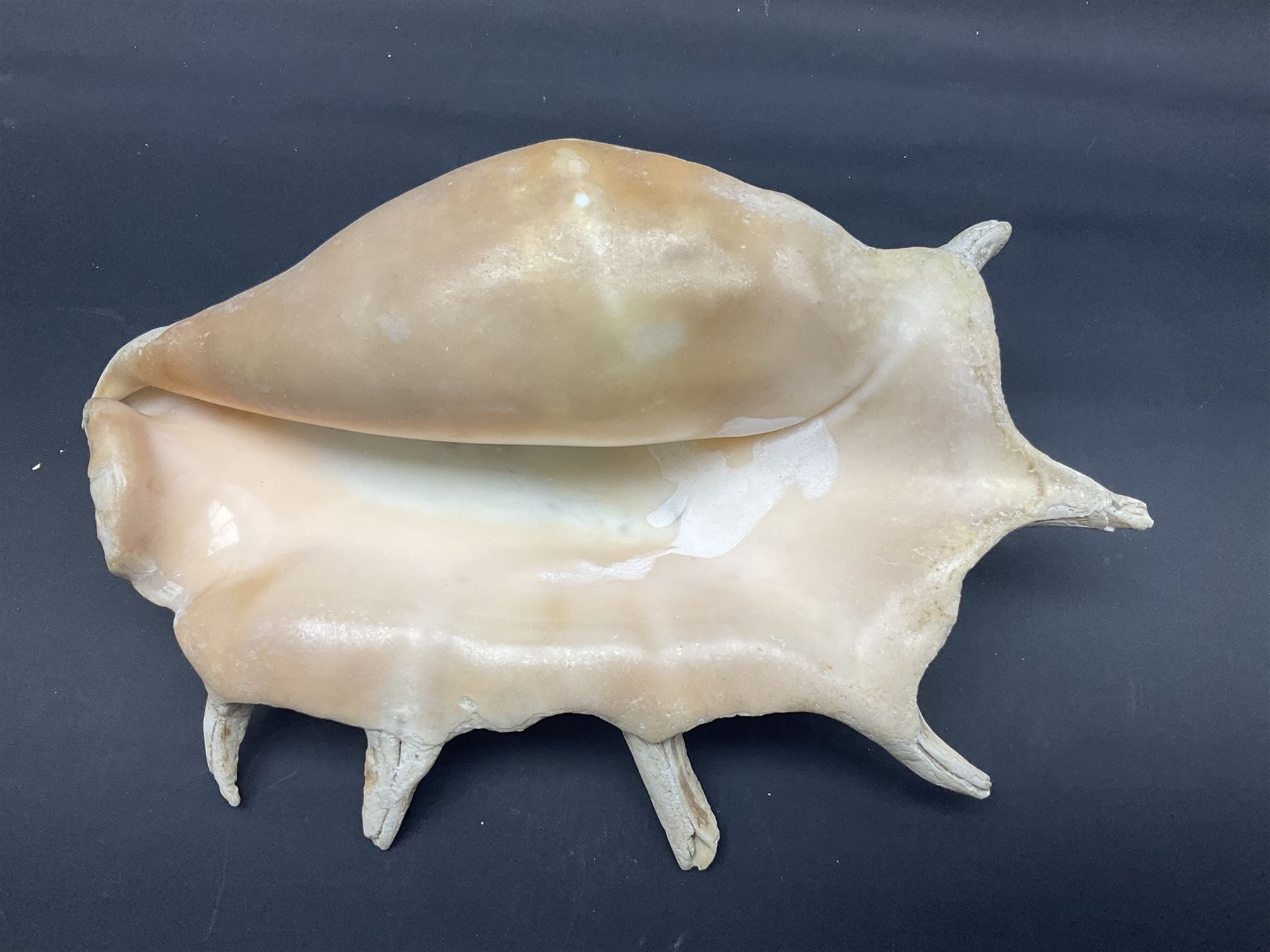 Conchology: selection of conch shells, to include horned examples, largest H17cm, L24cm