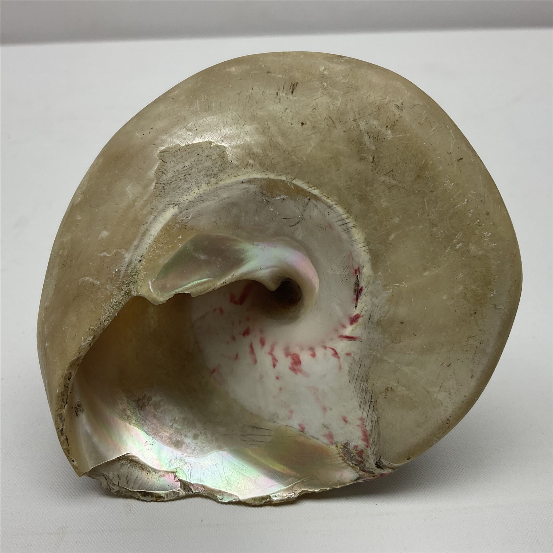 Mother of pearl nativity scene, together with mother of pearl box, shell and carved shell