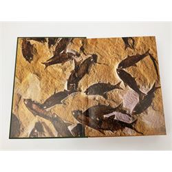 Folio Society - nineteen volumes including Life, The Dead Sea Scrolls, The World of the Odysseus, The Trial of the Templars, etc