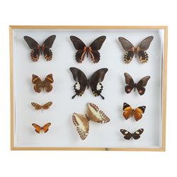 Entomology: single glazed display of eleven butterfly specimens, including papilio helenus...