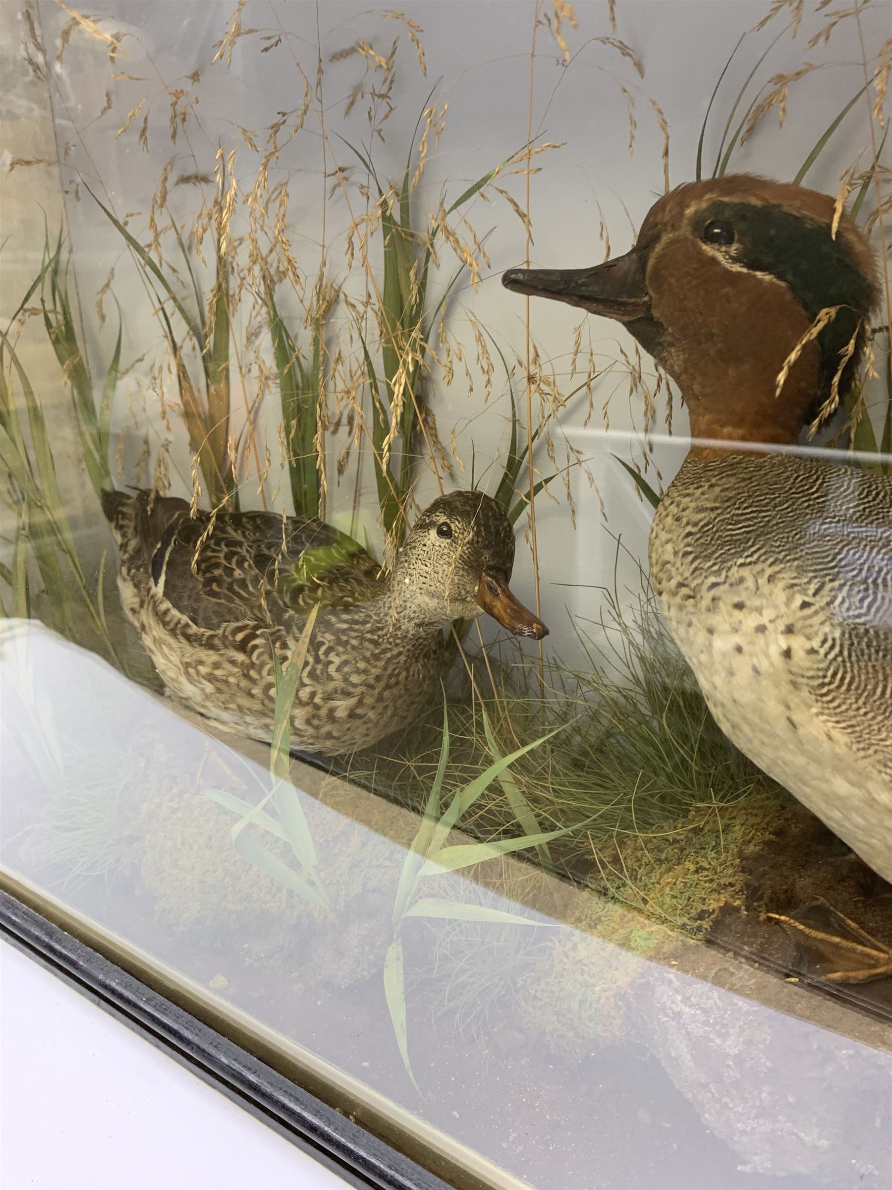 Taxidermy: pair of Green Wing Teal Ducks (Anas Carolinensis), hen and drake, in naturalistic setting, detailed with rockwork and long grasses, set against a painted light blue backdrop, encased within an ebonised single pane display case, with taxidermist paper label verso detailed E Allen & Co No 20 Stonegate York, H47cm L68.5cm D18.5cm