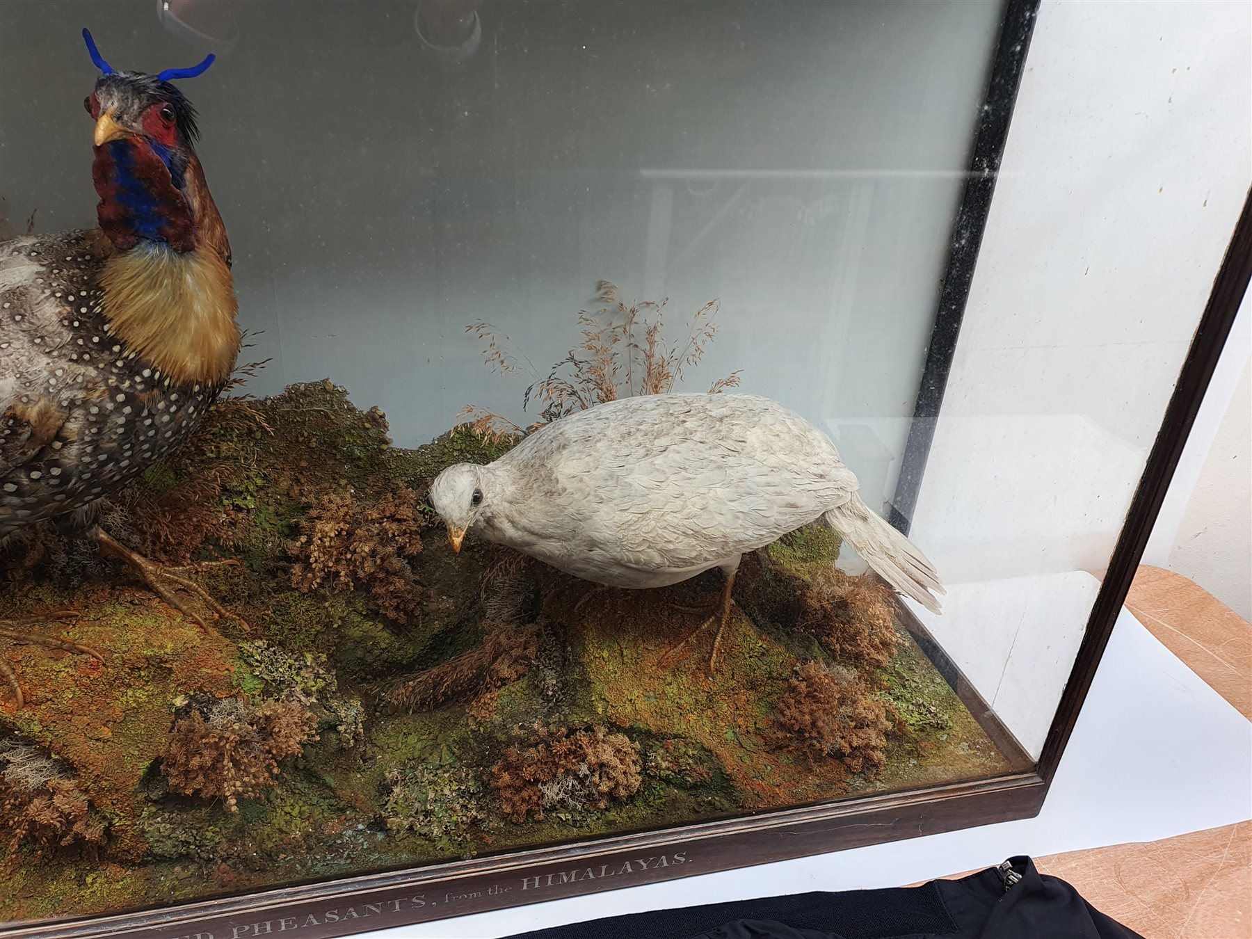 Taxidermy: Victorian cased pair of  Cabot’s Tragopans (Tragopan caboti), hen and cock, in naturalistic setting, the rocky groundwork detailed with lichen and grasses, set against a painted pale blue backdrop, enclosed within a rosewood topped three pane display case, frame titled Horned Pheasants from the Himalayas, H74cm L111cm D31cm 