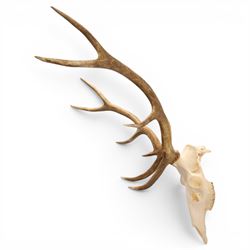 Antlers/Horns - Pair of Red Deer (Cervus elaphus) antlers on skull, H100cm