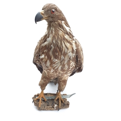 Taxidermy: Large Golden Eagle (Aquila chrysaetos) circa 1920, mounted on open display with naturalistic branch work base, H81cm