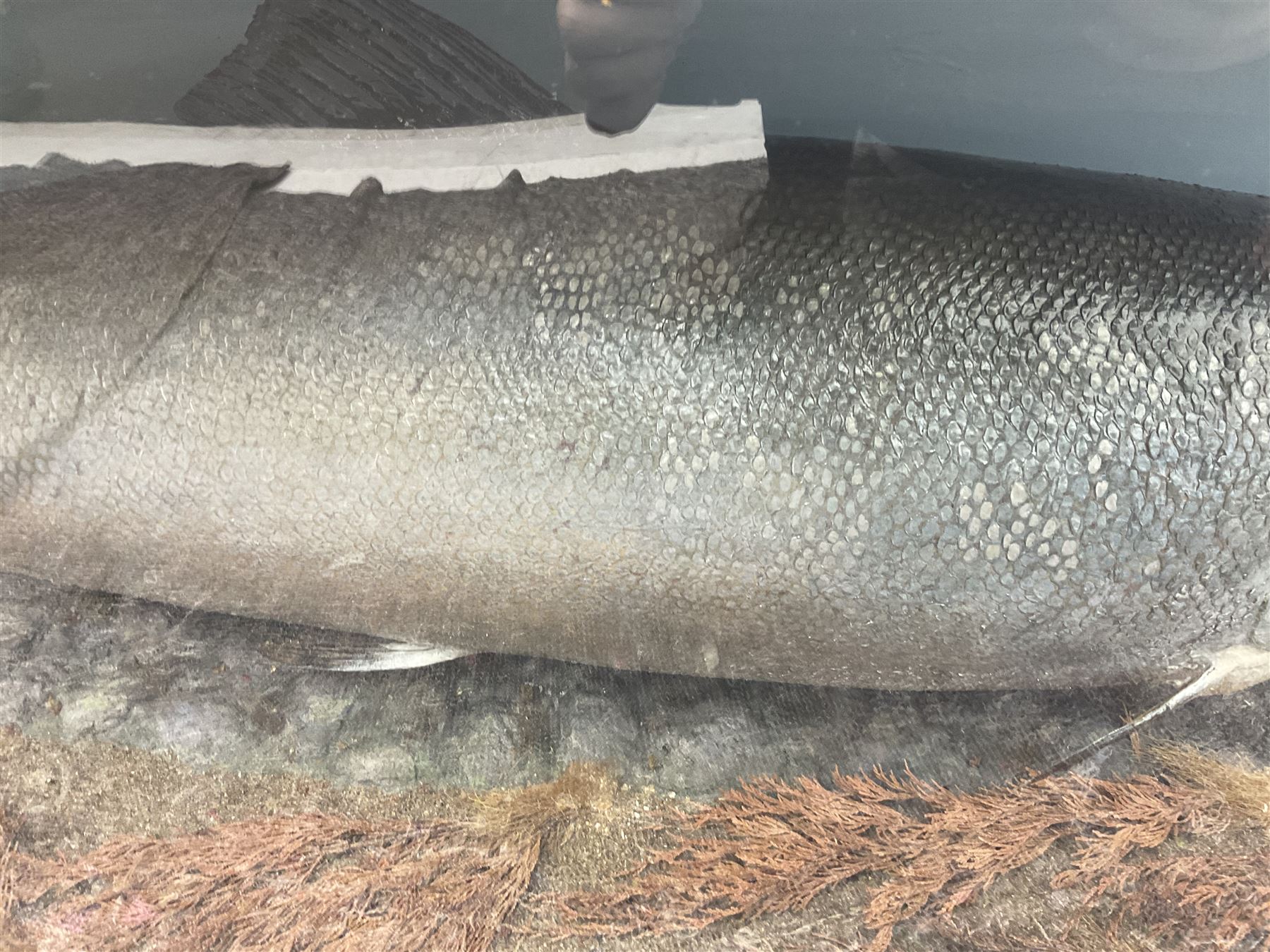 Taxidermy: Large Scottish Salmon (Salmo salar), circa 1885, set above a pebbled river bed with reeds and ferns, against blue painted back drop, enclosed within an ebonised bow-front display case, with paper label verso 'Cased by P.D Malloch, Male salmon 52lbs from the Tay June 1907 first return from the sea, in page 123 Book Life History & Habits of the Salmon Sea Trout & Other Freshwater Fish by P D Malloch 1912, Researched by Fred Buller', L140cm H49cm D33cm

