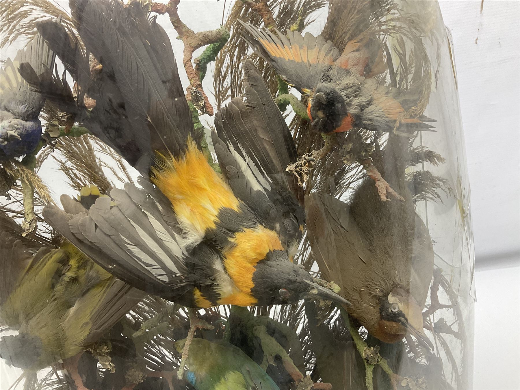 Taxidermy: late Victorian tropical bird diorama, containing several tropical birds to include, Black-headed Oriole (Oriolus Larvatus), Siskin (spinus), Green Honeycreeper (Chlorophanes spiza), each perched on branches, on an oval ebonised base, within a glass dome, H62cm, L40cm