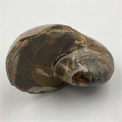 Two polished goniatites, age Devonian period, location Morocco and one polished Nautilus, age Devonian period, location Madagascar, largest D10cm  