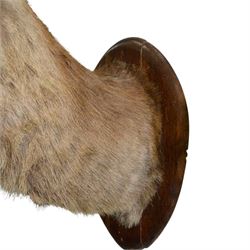 Taxidermy: Red Deer (Cervus elaphus), an adult stag shoulder mount with head turning to the left, mounted upon a wooden shield, D80cm