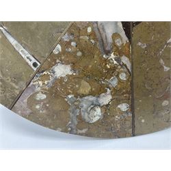 Circular limestone table top, with orthoceras and goniatite inclusions; age: Upper Devonian, location: Morocco, D45cm