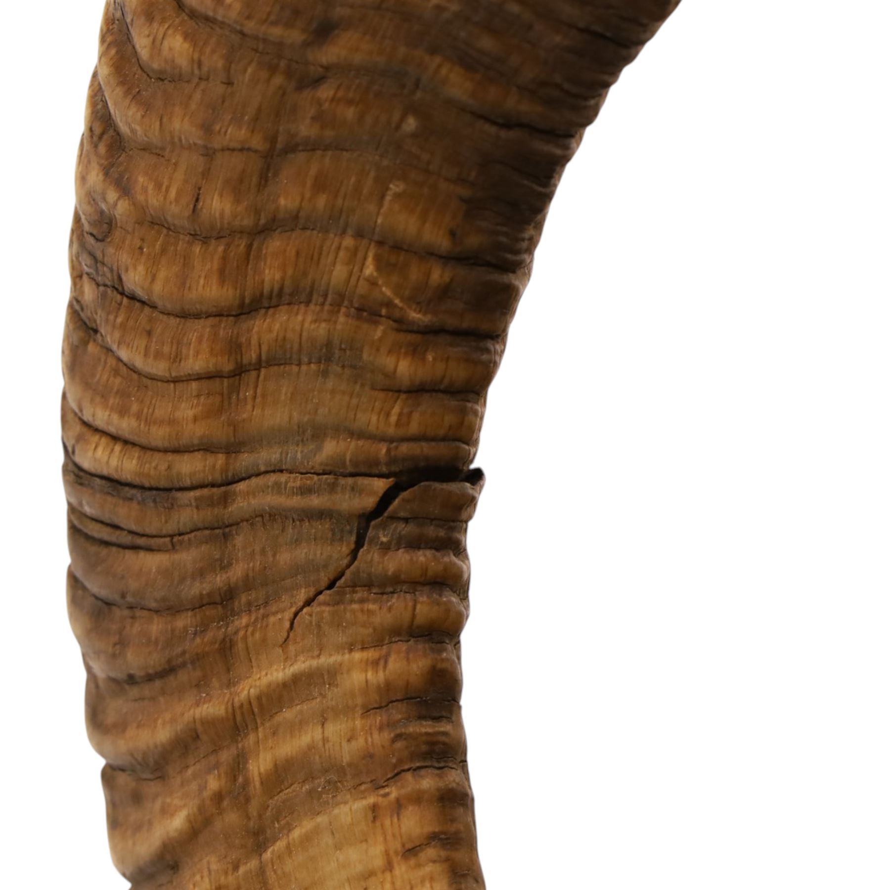 Antlers/Horns - European Mouflon (Ovis aries musimon), set of adult Mouflon ram horns on upper skull, mounted upon a pedestal wall shield, D51cm 