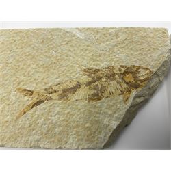 Four fossilised fish (Knightia alta) each in an individual matrix, age; Eocene period, location; Green River Formation, Wyoming, USA, largest matrix H7cm, L10cm