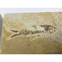 Four fossilised fish (Knightia alta) each in an individual matrix, age; Eocene period, location; Green River Formation, Wyoming, USA, largest matrix H7cm, L12cm