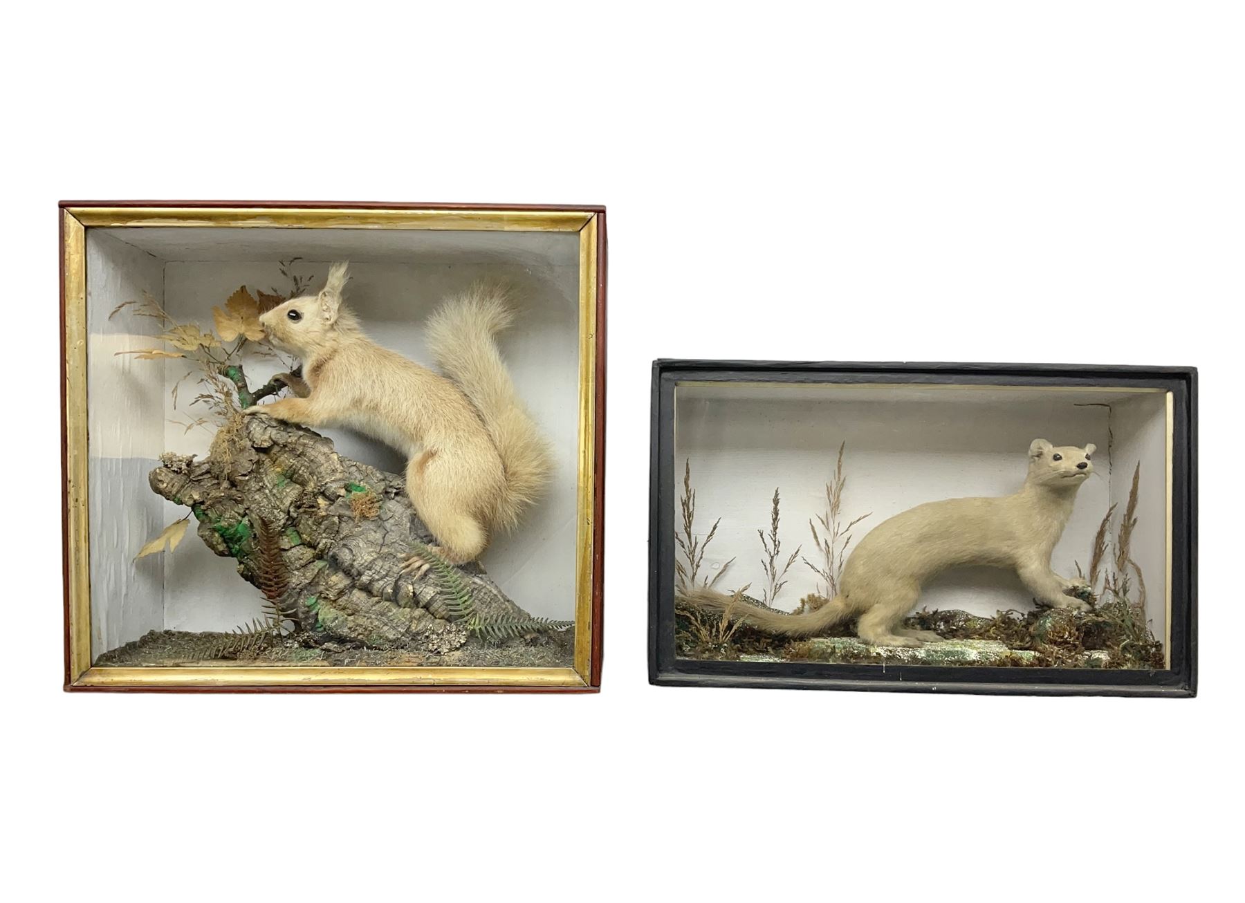 Taxidermy: Red Squirrels (Sciurus vulgaris), full adult mount, climbing a small cut tree stump, in a naturalistic setting, encased within a single pane display case, together with cased Ermine ((Mustela erminea), full adult mount, in a ebonised single pane display case, squirrel case, H35cm, L38cm
