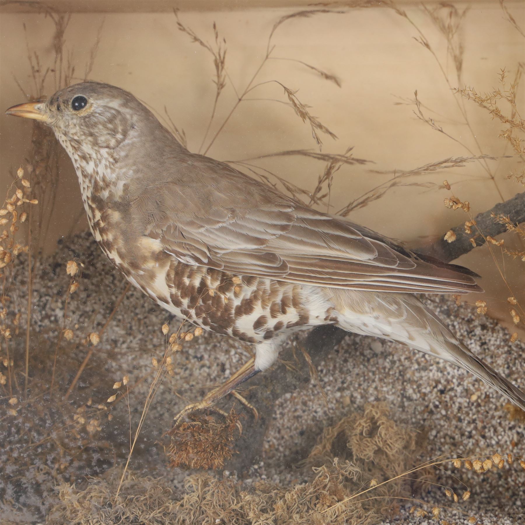 Taxidermy; Song thrush (Turdus philomelos), full adult mount in a naturalistic setting, in an ebonised case, H25cm, L32cm 
