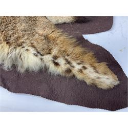 Taxidermy: Bob cat (Lynx rufus) hide mounted upon black felt backing material, L100cm