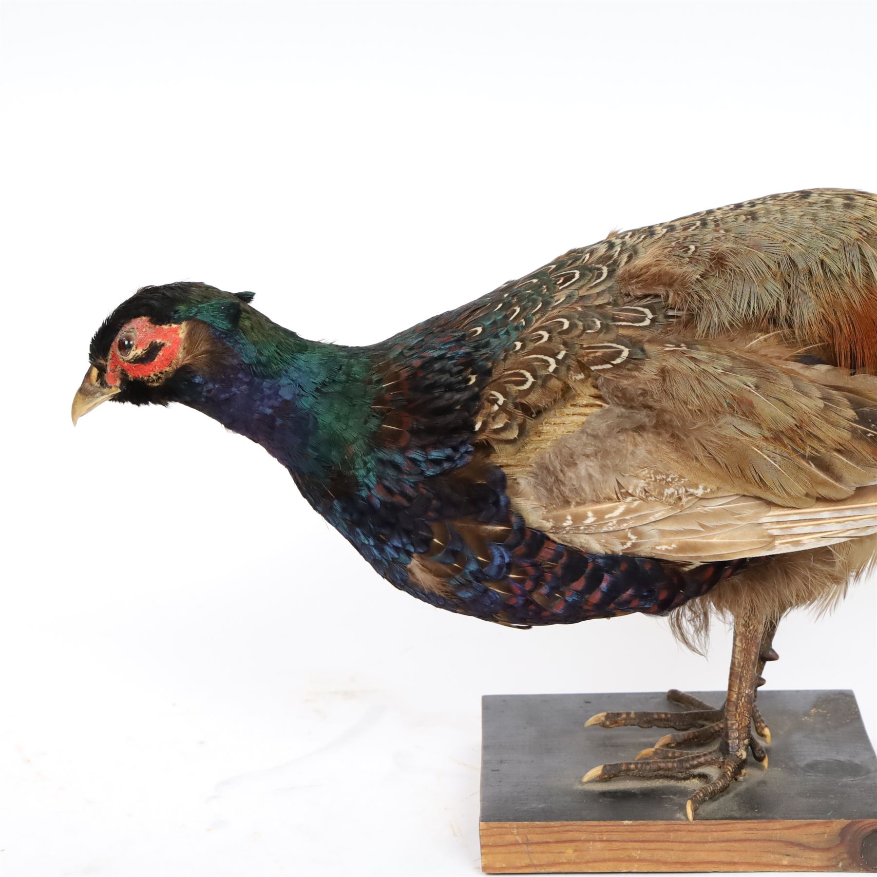 Taxidermy - Ring necked Pheasant (Phasianus Colchicus), full adult male mount, H26cm 