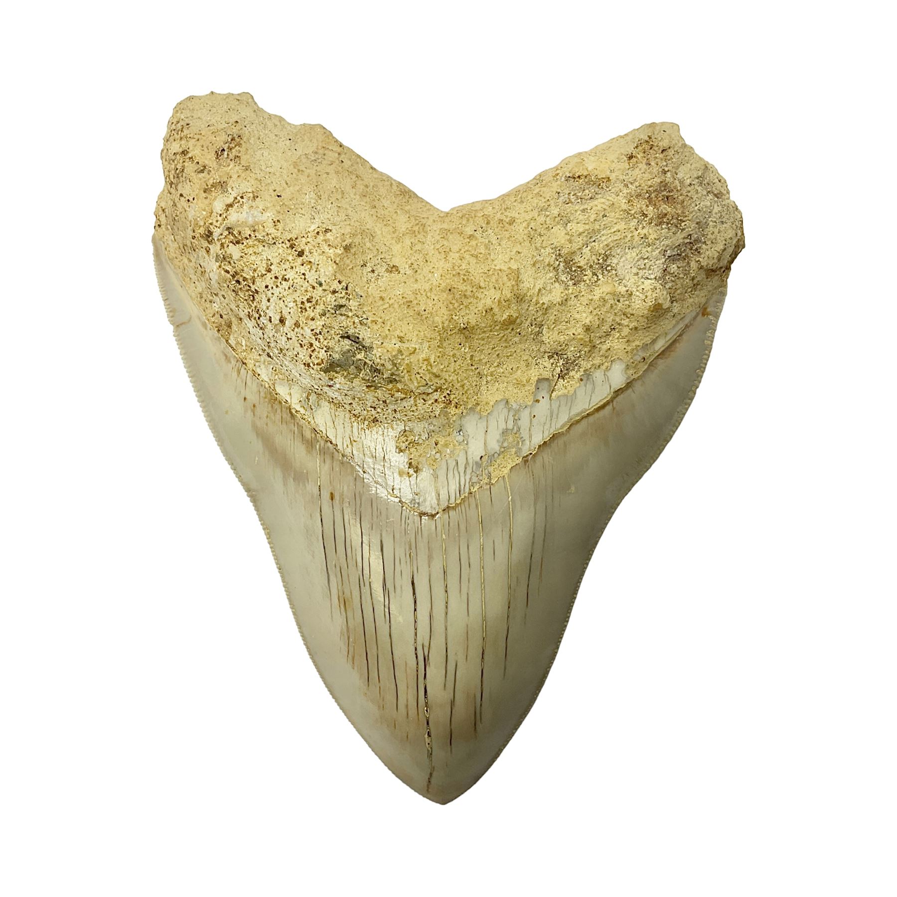 Large Megalodon (Otodus Megalodon) tooth fossil, with fine serrations, age; Miocene period, H11.5cm, W9cm

Notes; Believed to have grown as large as 18 metres, the Megalodon was the largest shark and one of the most dominant marine predators ever to have existed. It roamed the ancient seas for around 20 million years until their extinction around 3.6 million years ago.  Megalodon teeth vary in colour and ton. influenced and coloured over the millennia by the conditions in which they are preserved