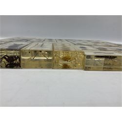 Entomology; collection of thirty nine insect specimens, each in an acrylic block, to include rhinoceros beetle, Ischiopsopha beetle, Praying mantis, scorpions etc 