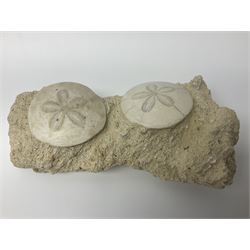 Two Scutella echinoids in a matrix, age; Oligocene period, location; Dinan France, together with a trilobite in matrix, and three other fossils  