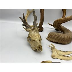 Antlers/Horns: two Roebuck Antlers with skull (Capreolus capreolus), together with two individual roe deer antlers (Capreolus capreolus) and other horns 