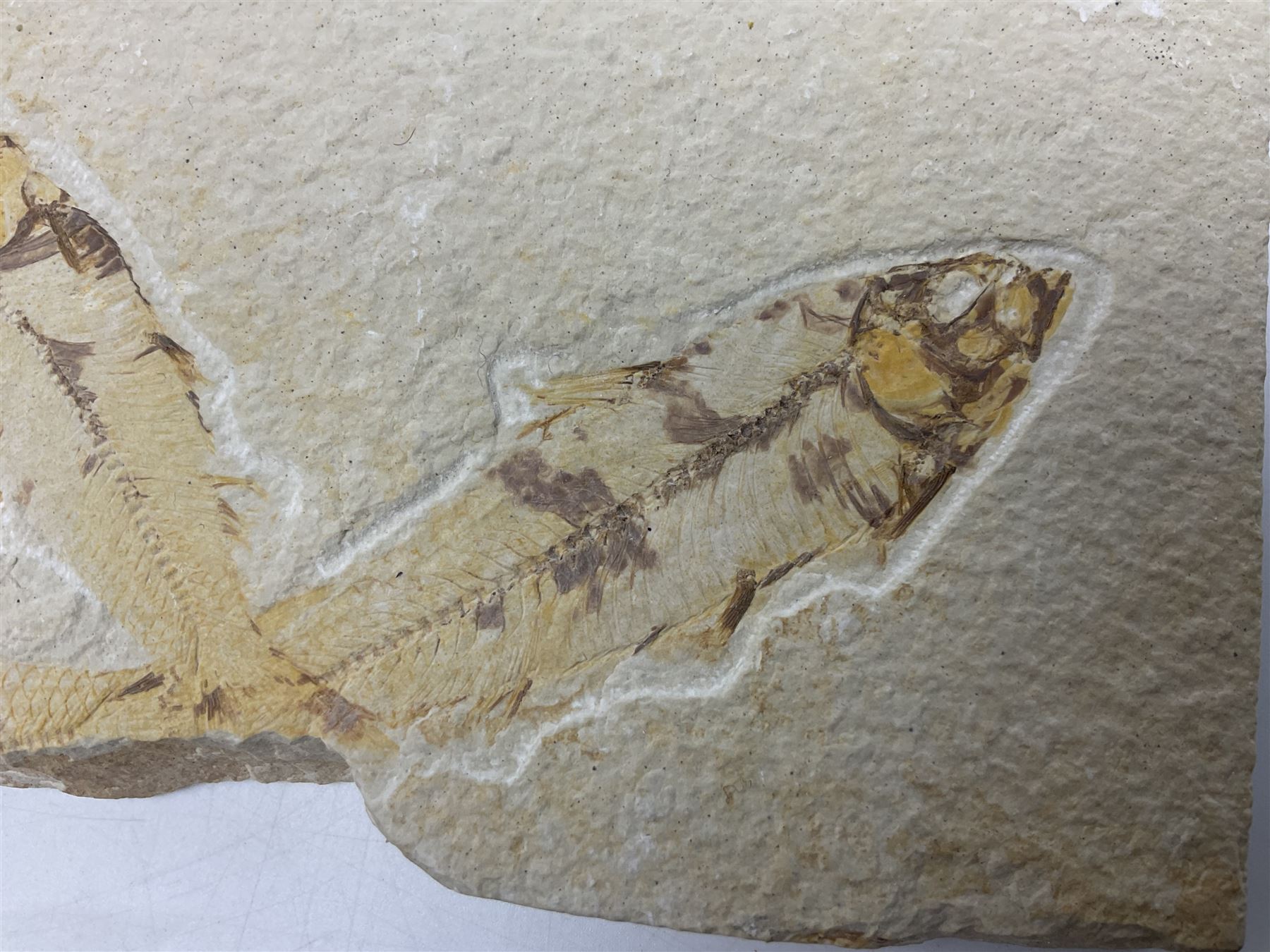 Three fossilised fish (Knightia alta) two in a single matrix, the other in an individual maxtrix, age; Eocene period, location; Green River Formation, Wyoming, USA, largest matrix H9cm, L15cm
