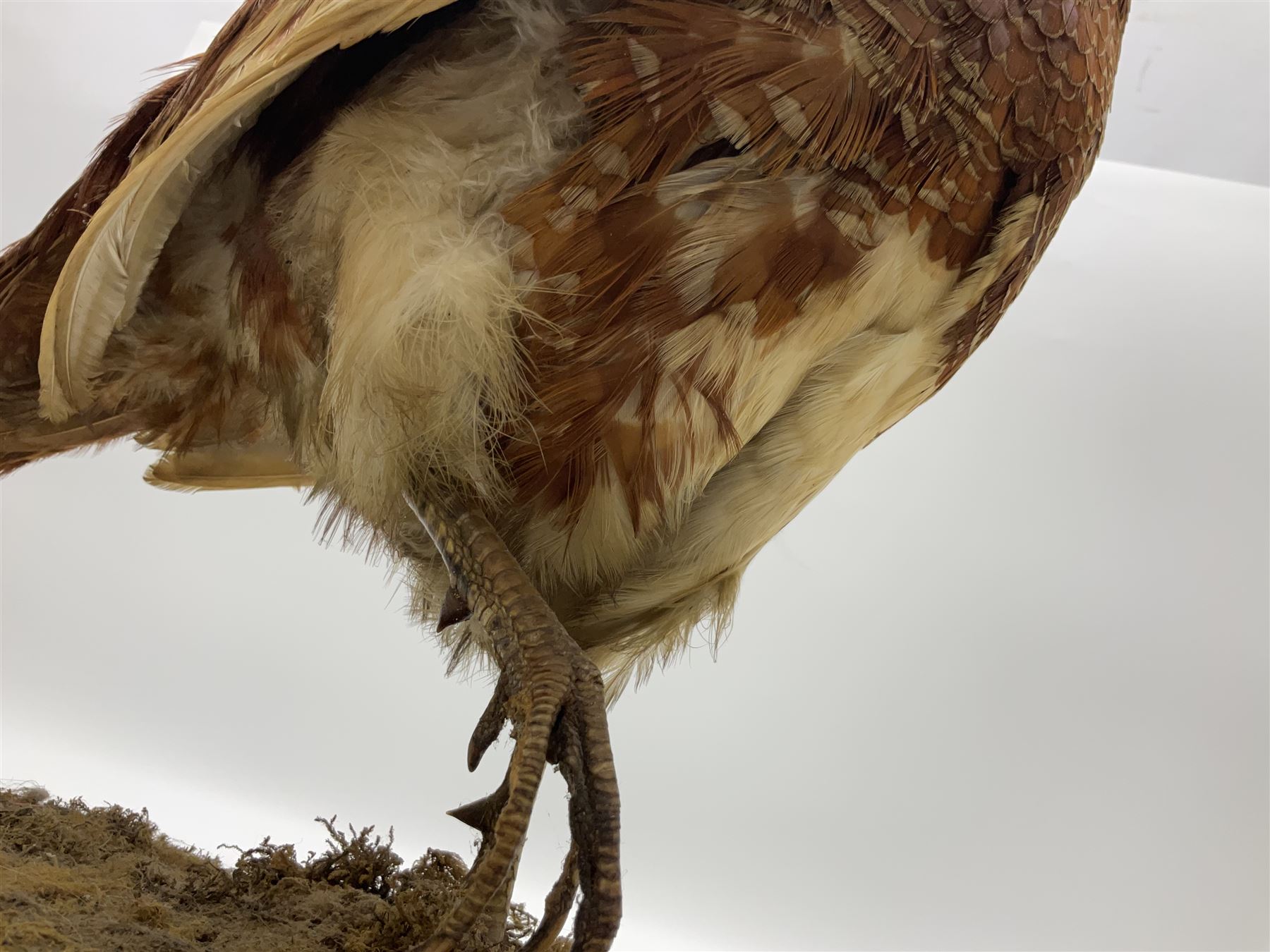Taxidermy; Ring-necked Pheasant (Phasianus colchicus), adult female mount on open display, together with Pair of Hartebeest (Alcelaphus buselaphus) horns with upper skull, mounter upon a wooden shield, pheasant H40cm 