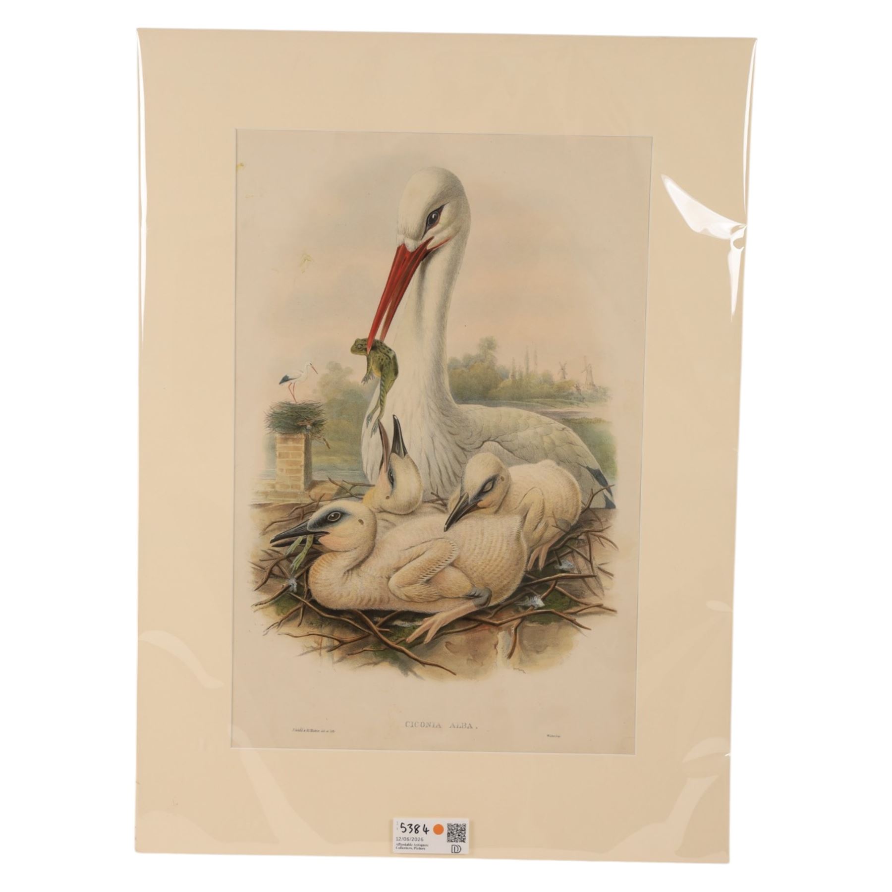 William Cartledge (British 1891-1976): Lake Landscape, watercolour signed 35cm x 52cm; After John Gould (British 1804-1881) and Henry Constantine Richter (British 1821-1902): 'Ciconia Alba' (White Stork), lithograph 51cm x 34cm (mounted) (2)