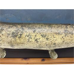 Taxidermy: Cased Northern Pike (Esox lucius), a large preserved skin open mount, set against blue painted back drop within a wooden frame, H50cm, L114cm 