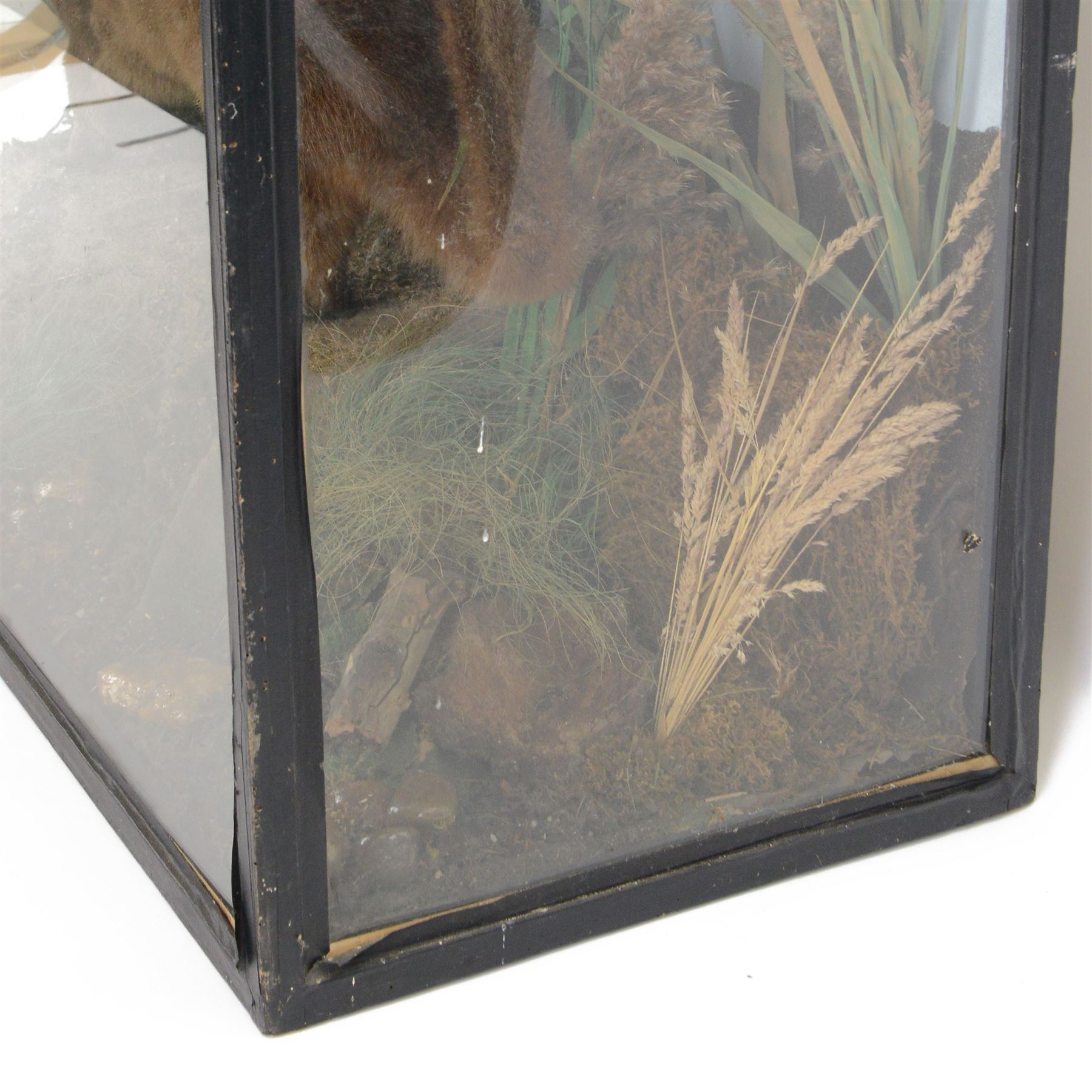Taxidermy: late Victorian cased European Otter (Lutra lutra), full adult amount with head turning to the front with mouth open faux rock, upon soil covered groundwork, set against a pale blue painted back drop, enclosed within an ebonised three pane glass case, 
