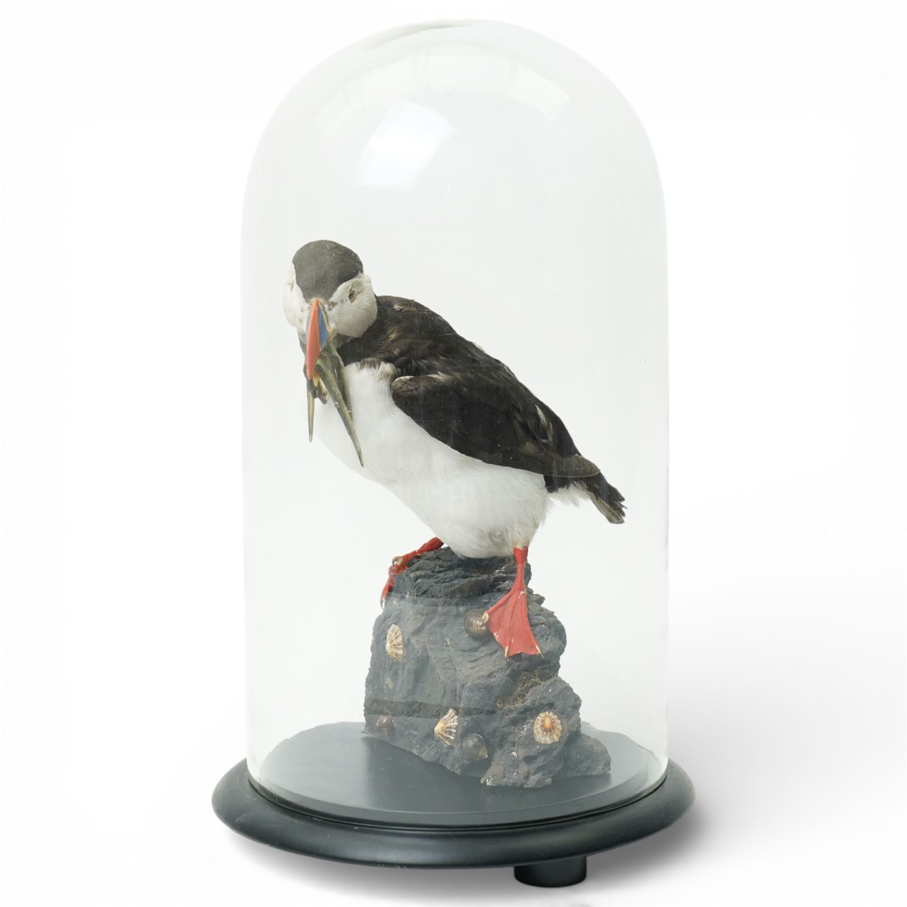Taxidermy - Study of an Atlantic Puffin (Fratercula arctica) and catch, full adult mount stood upon rocks, in glass case, overall H43cm