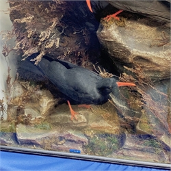 Taxidermy: Victorian cased pair of Cornish Choughs (Pyrrhocorax pyrrhocorax), in naturalistic setting, the rocky groundwork detailed with moss and grasses, set against a painted sky backdrop, enclosed within an ebonised single pane display case, H61.5cm L61cm D38cm 