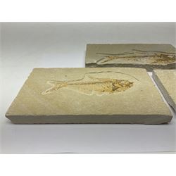 Three fossilised fish (Knightia alta) each in an individual matrix, age; Eocene period, location; Green River Formation, Wyoming, USA, largest matrix H9cm, L17cm