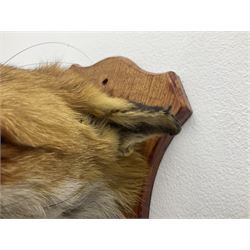 Taxidermy; Red fox mask (Vulpes vulpes), with mouth agape bearing teeth, mounted upon oak shield, with brush, shield L26cm