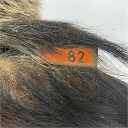 Taxidermy: European Wild Boar (Sus scrofa), adult male shoulder mount looking straight ahead