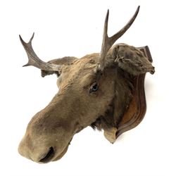 Taxidermy: European Moose (Alces alces),